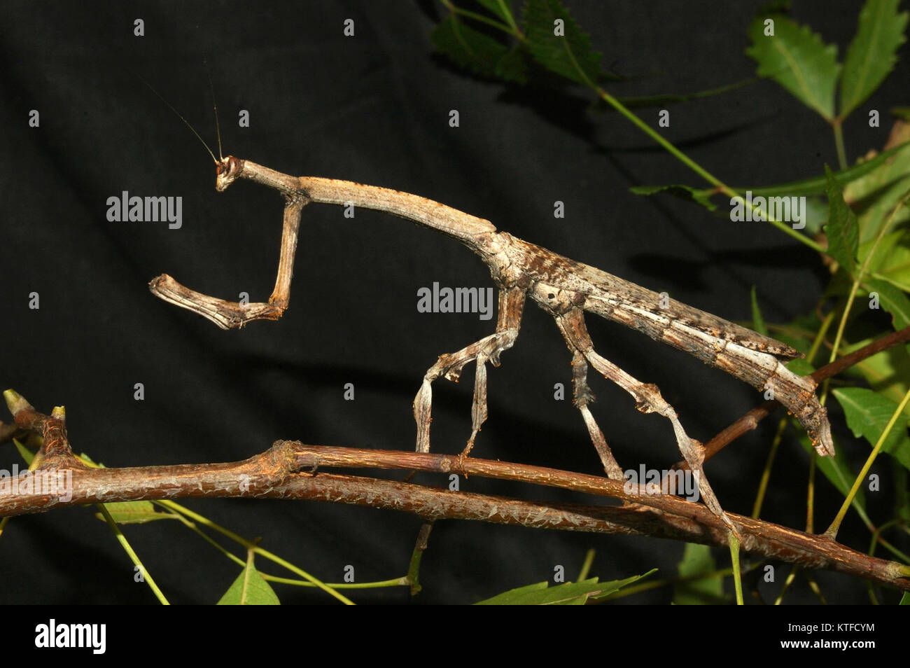 Brown stick insect from Tamil Nadu, South India Stock Photo Alamy