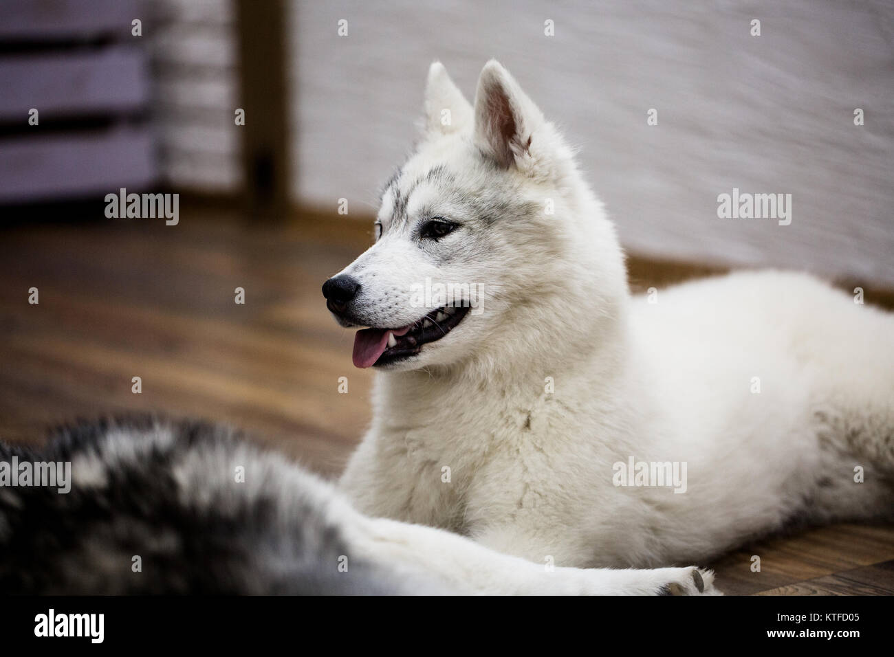 siberian-husky-puppy-at-home-lifestyle-with-dog-stock-photo-alamy