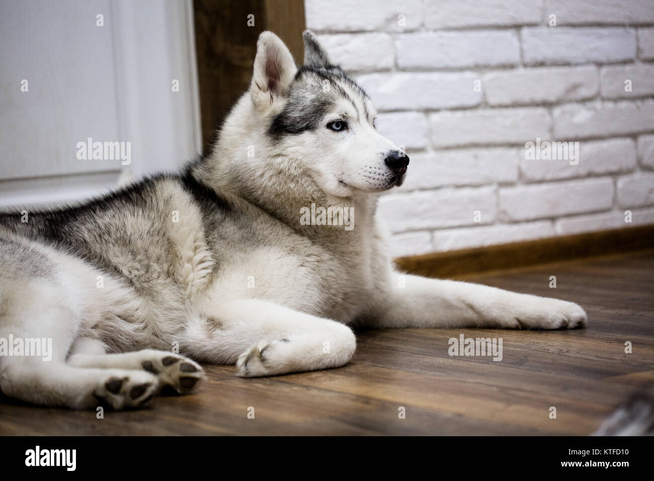 Siberian husky at home lying on the floor. lifestyle with dog Stock ...