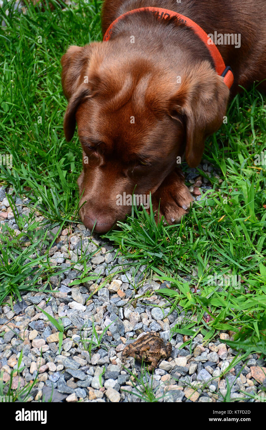 Chocolate lab puppy studying an American toad, Bufo americanus, in the gravel - confrontation or curiosity concept. Stock Photo