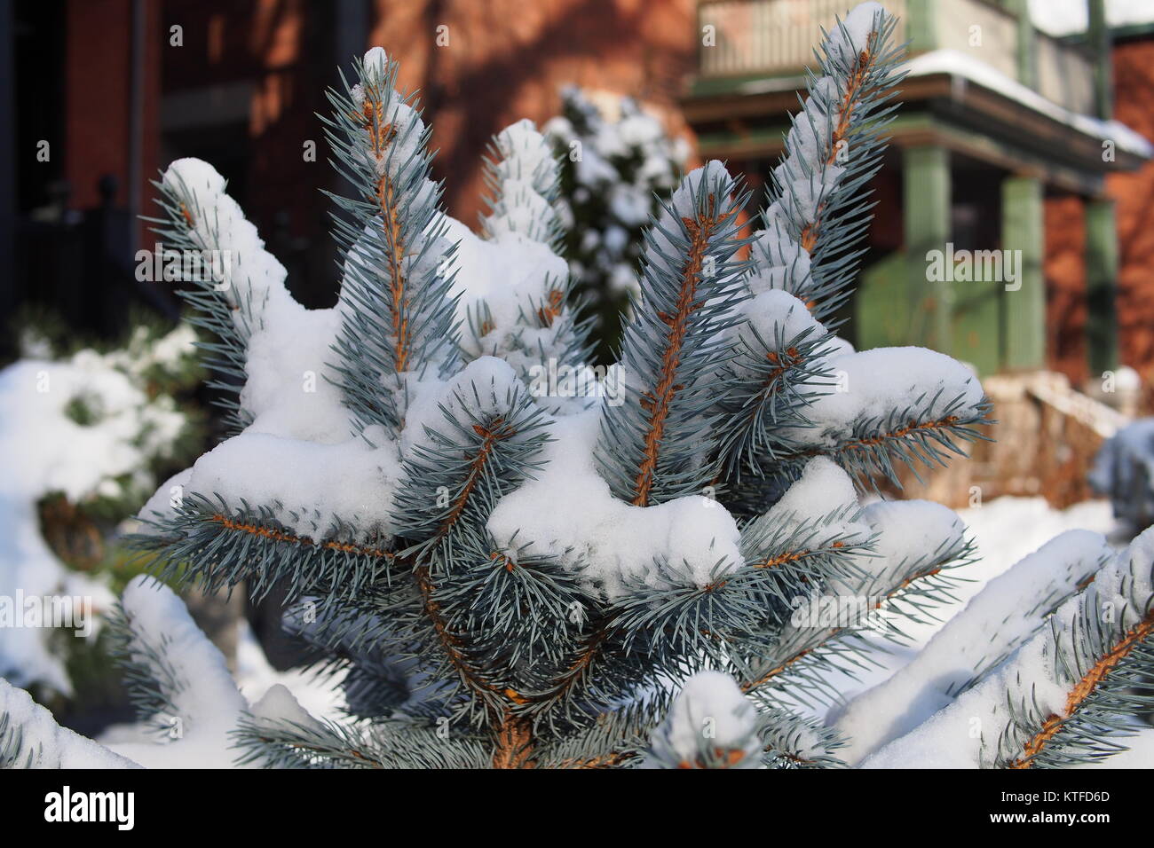 Fresh snow blankets the needles of a young blue spruce in a Glebe garden, Ottawa, Ontario, Canada, Stock Photo