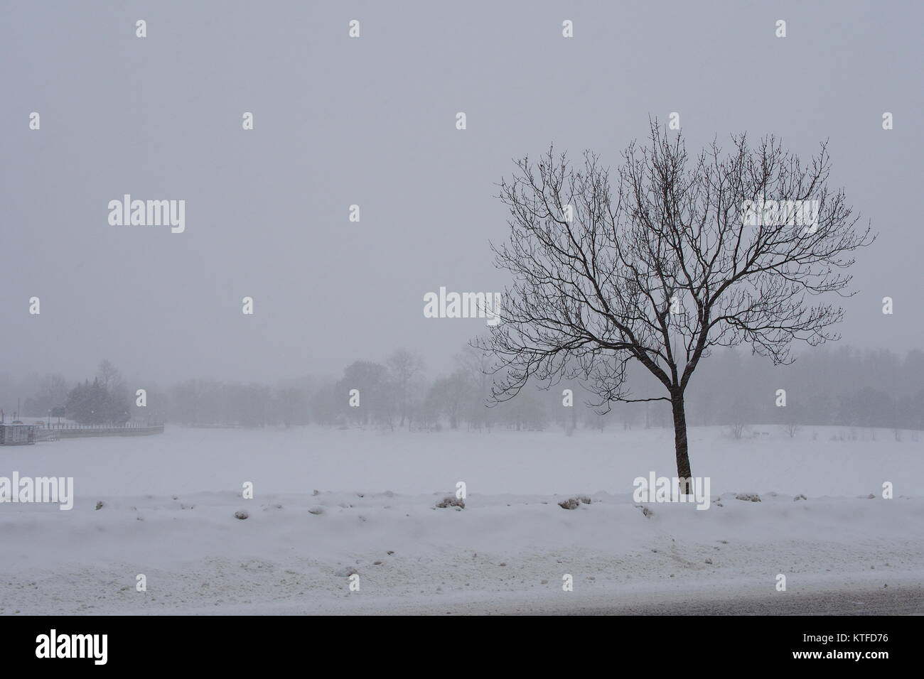 A leafless tree stands in stark contrast against a snow storm, Dow's