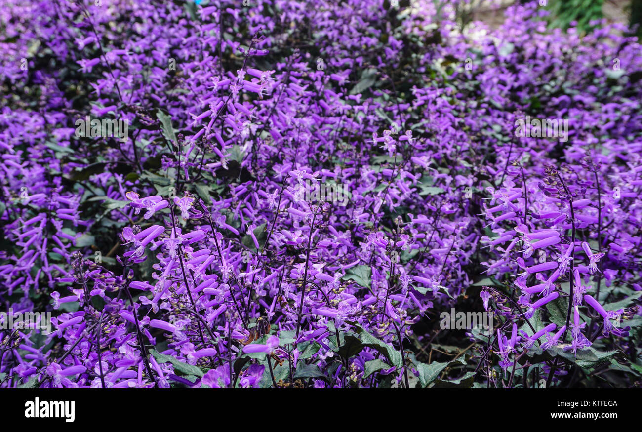 Porterweed High Resolution Stock Photography and Images - Alamy