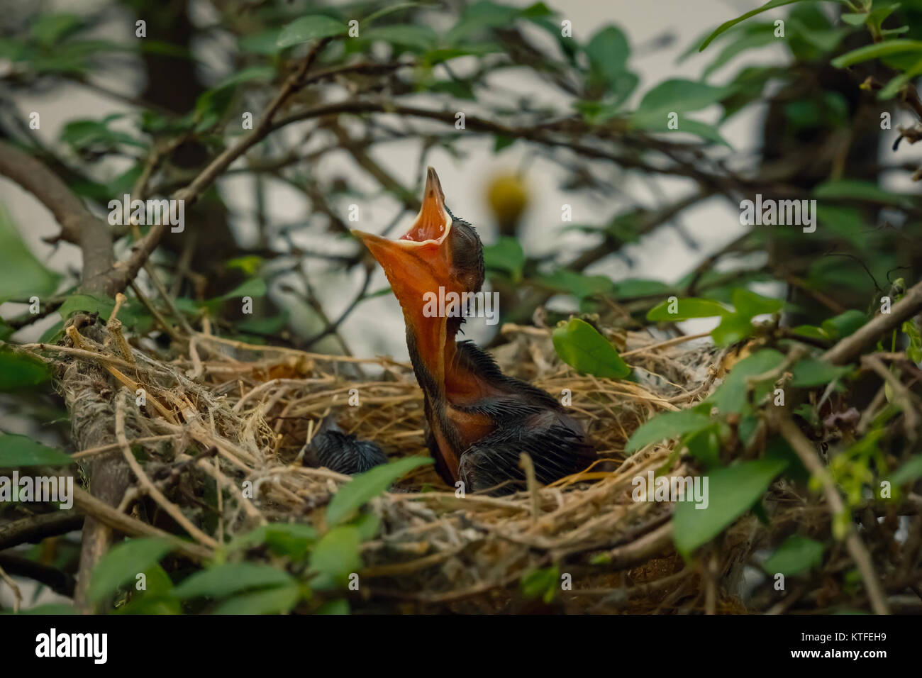 Baby Bird Left on a Tree in a Nest Stock Photo - Alamy
