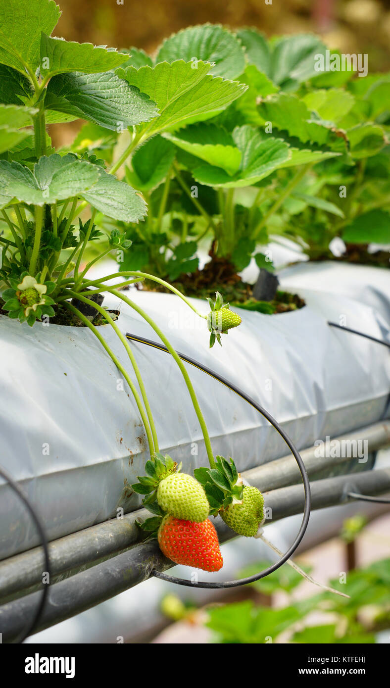 Strawberry plants and fruits at the greenhouse in Cameron Highlands ...