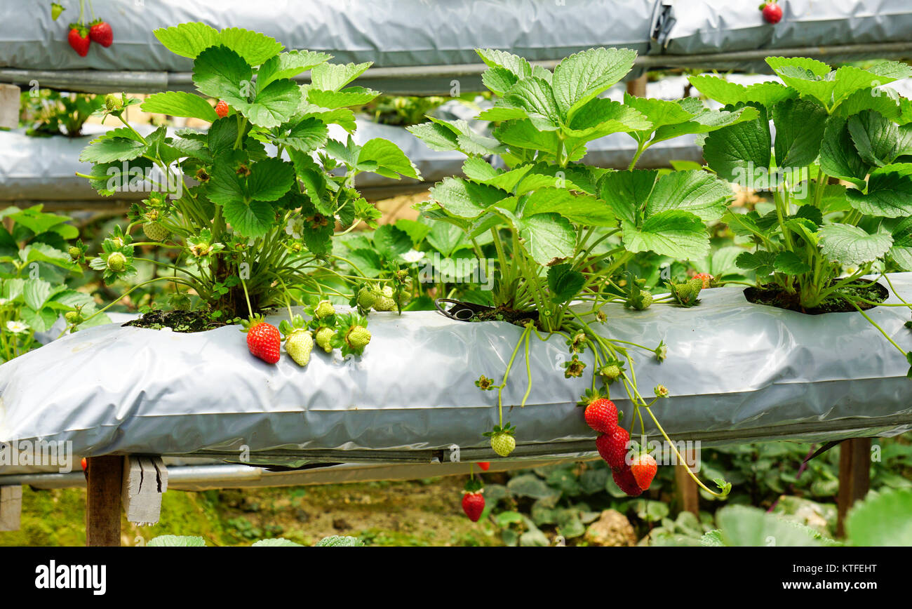 Strawberry plants at the greenhouse in Cameron Highlands, Malaysia ...