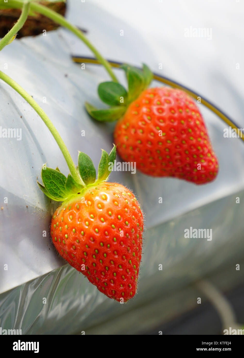 Fresh strawberries that are grown at greenhouse in Cameron Highlands ...