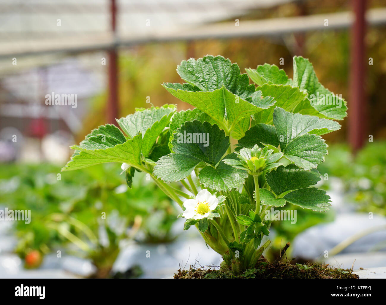 Strawberry plants with flowers at the greenhouse in Cameron Highlands ...