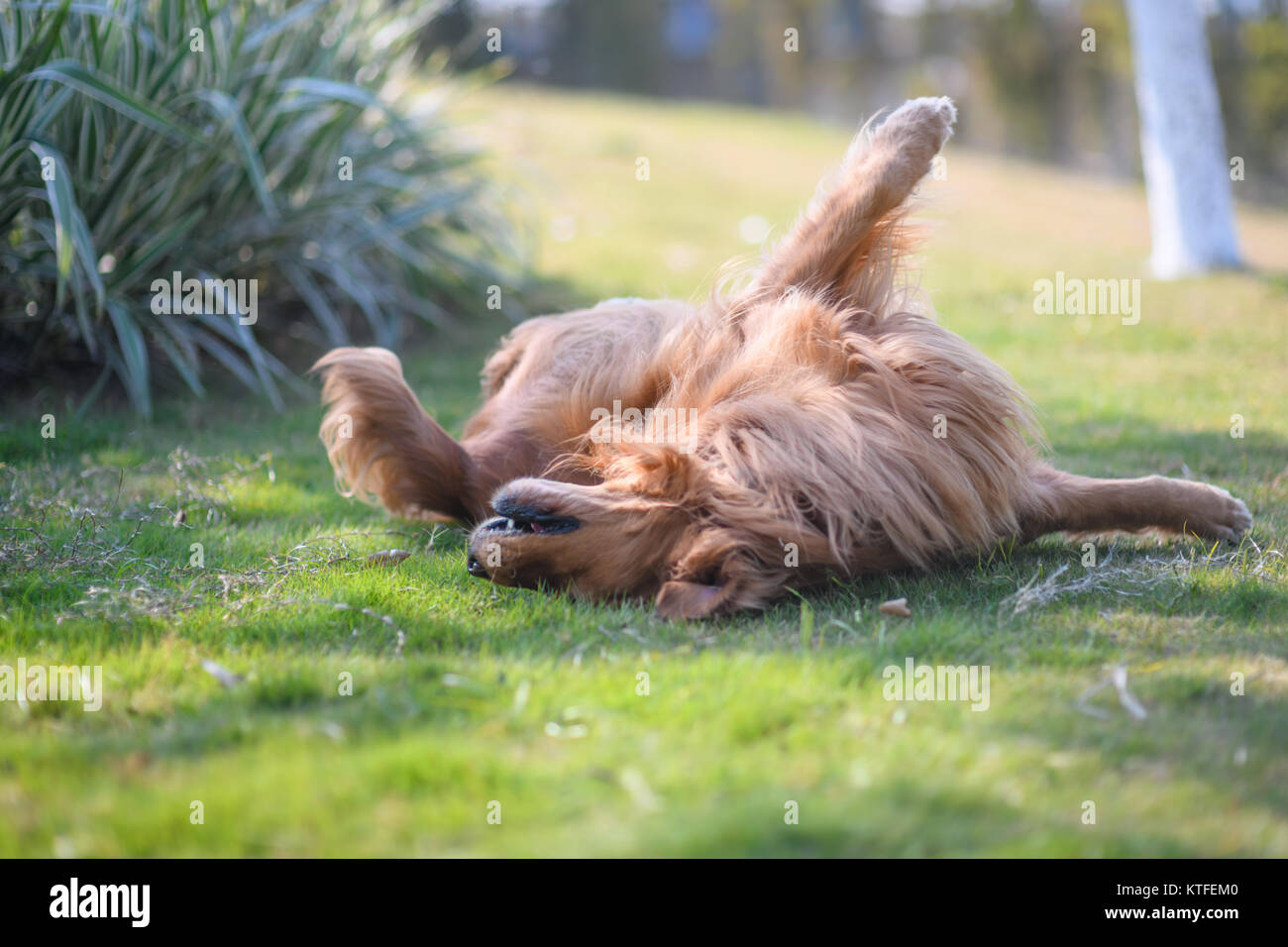 Golden retriever playing on the grass Stock Photo - Alamy