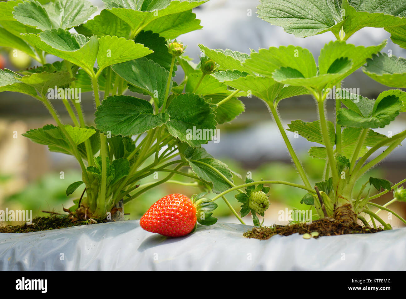 Strawberry fruit grows at the greenhouse in Cameron Highlands, Malaysia ...