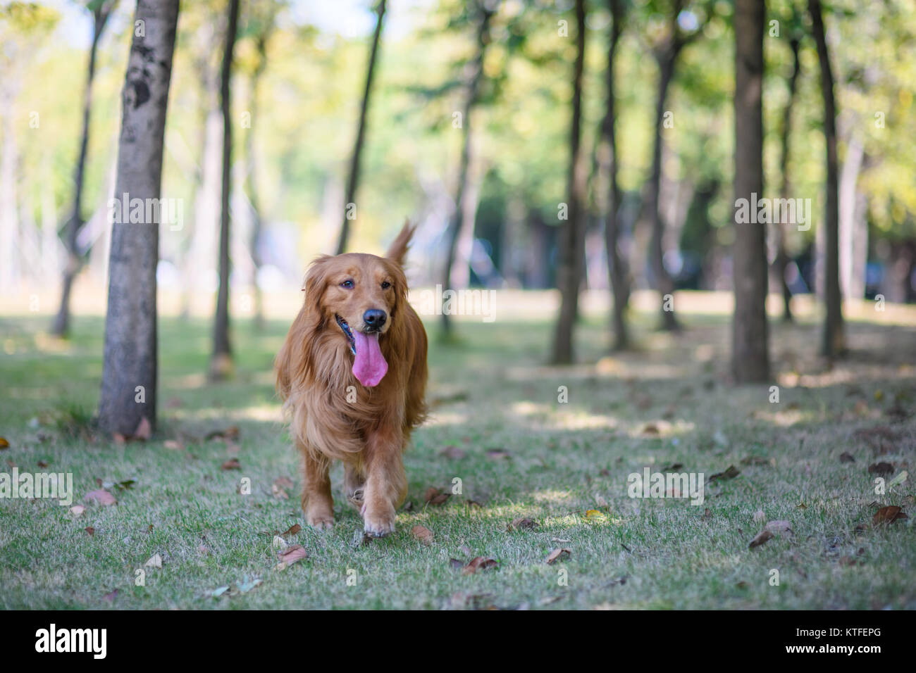 Golden retriever playing on the grass Stock Photo - Alamy