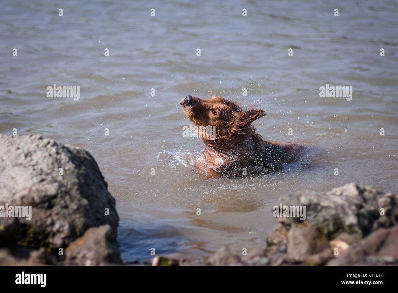 Golden retriever playing with water in the river Stock Photo - Alamy