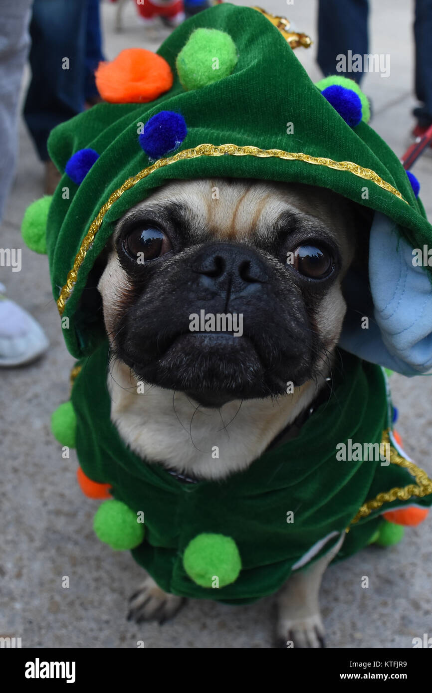 Mexico City, Mexico, Mexico. 23rd Dec, 2017. A pug dog seen dressed up in  christmas costume during the event. People met at the Revolucion Monument  to begin the 3th annual mass walk