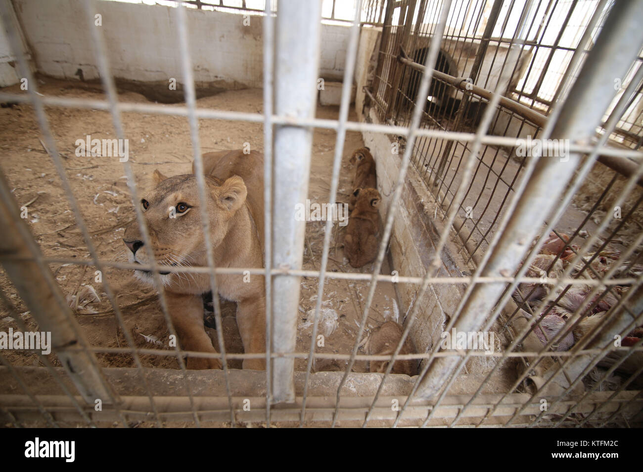 Gaza City, The Gaza Strip, Palestine. 24th Dec, 2017. A Palestinian zoo