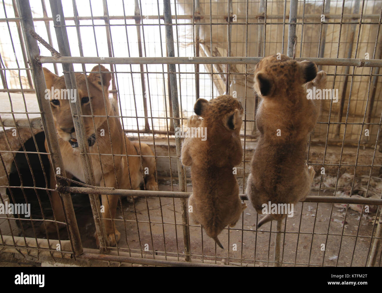 Gaza City, The Gaza Strip, Palestine. 24th Dec, 2017. A Palestinian zoo