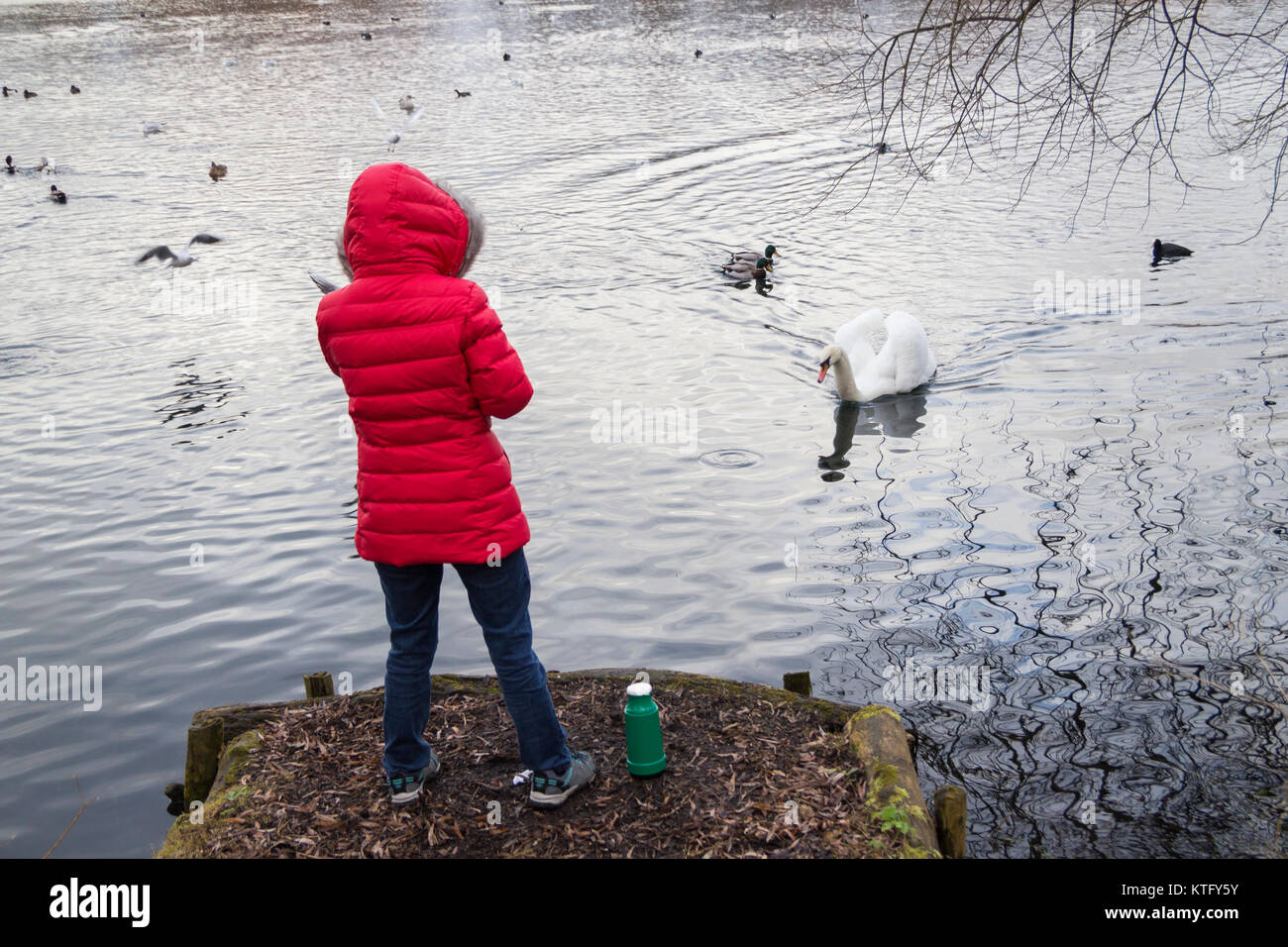 Rear view of woman wearing red coat with flask of tea feeding ducks and Swans on lake. UK Stock Photo