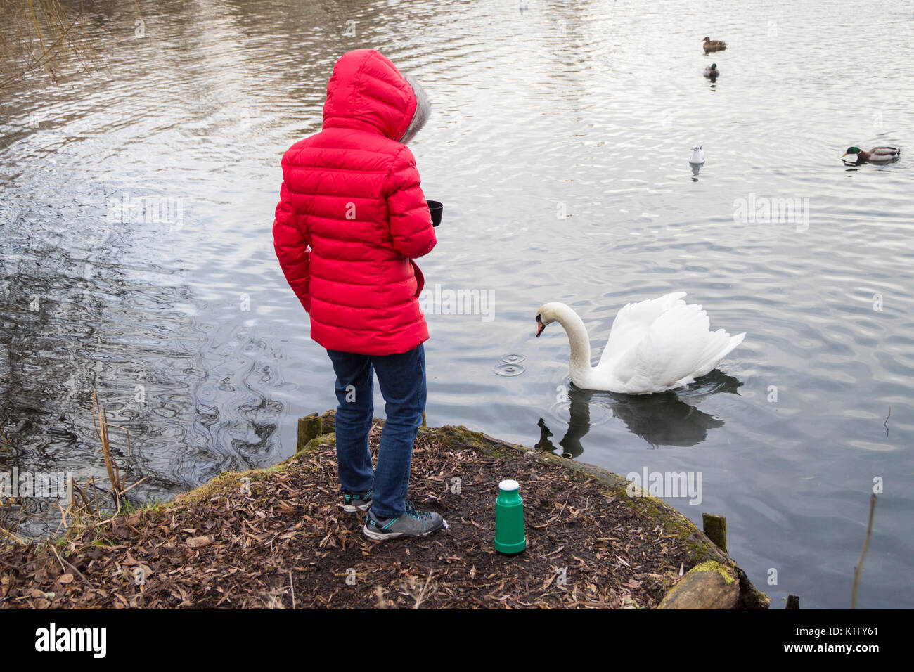 Rear view of woman wearing red coat with flask of tea feeding ducks and Swans on lake. UK Stock Photo