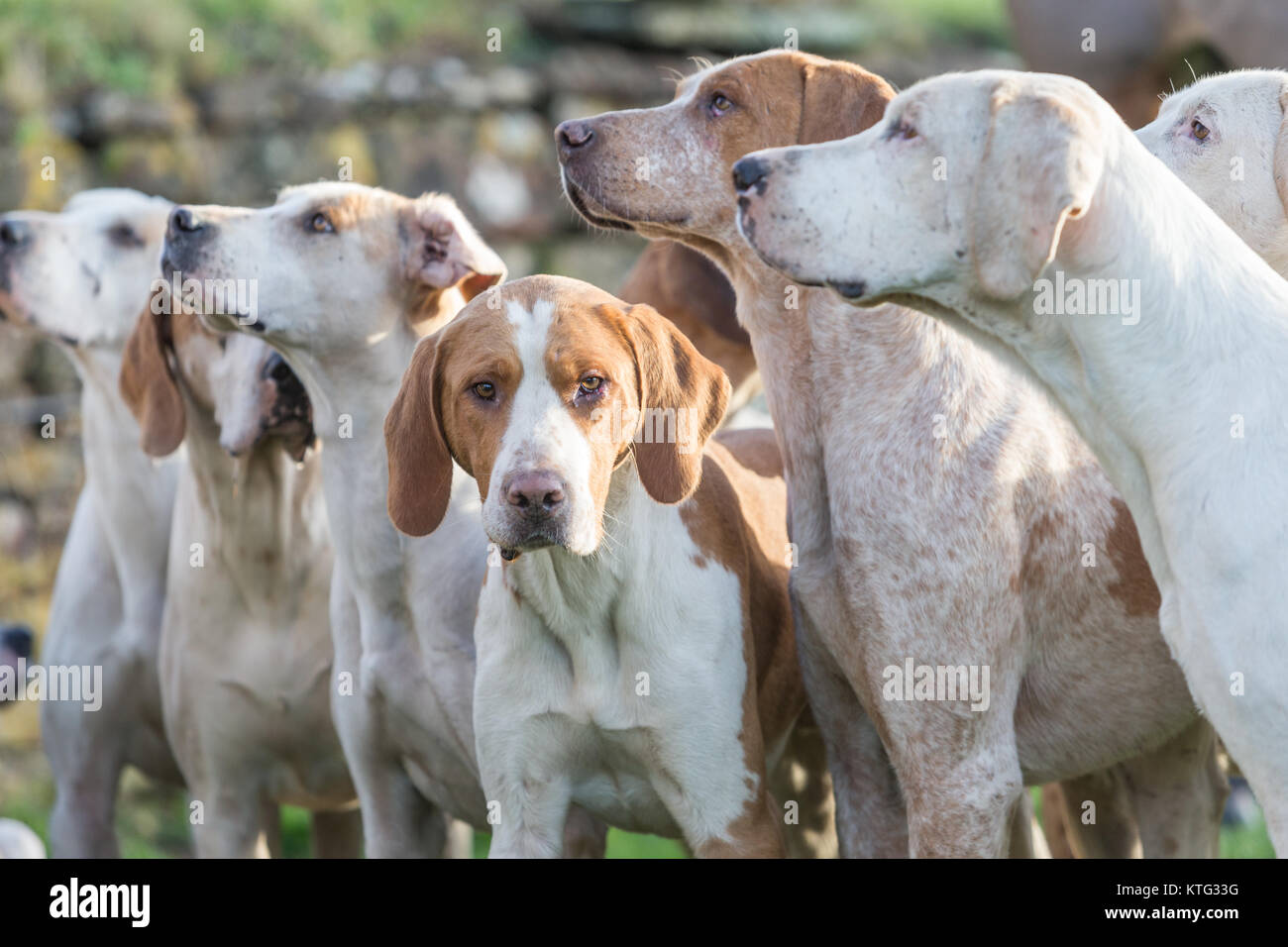 Fox hounds at a British hunt meeting Stock Photo