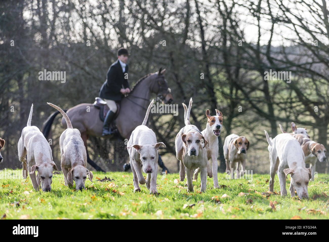 The Albrighton and Woodland Hunt at Hagley Hall, Worcestershire, Boxing Day Hunt 2017 Stock Photo