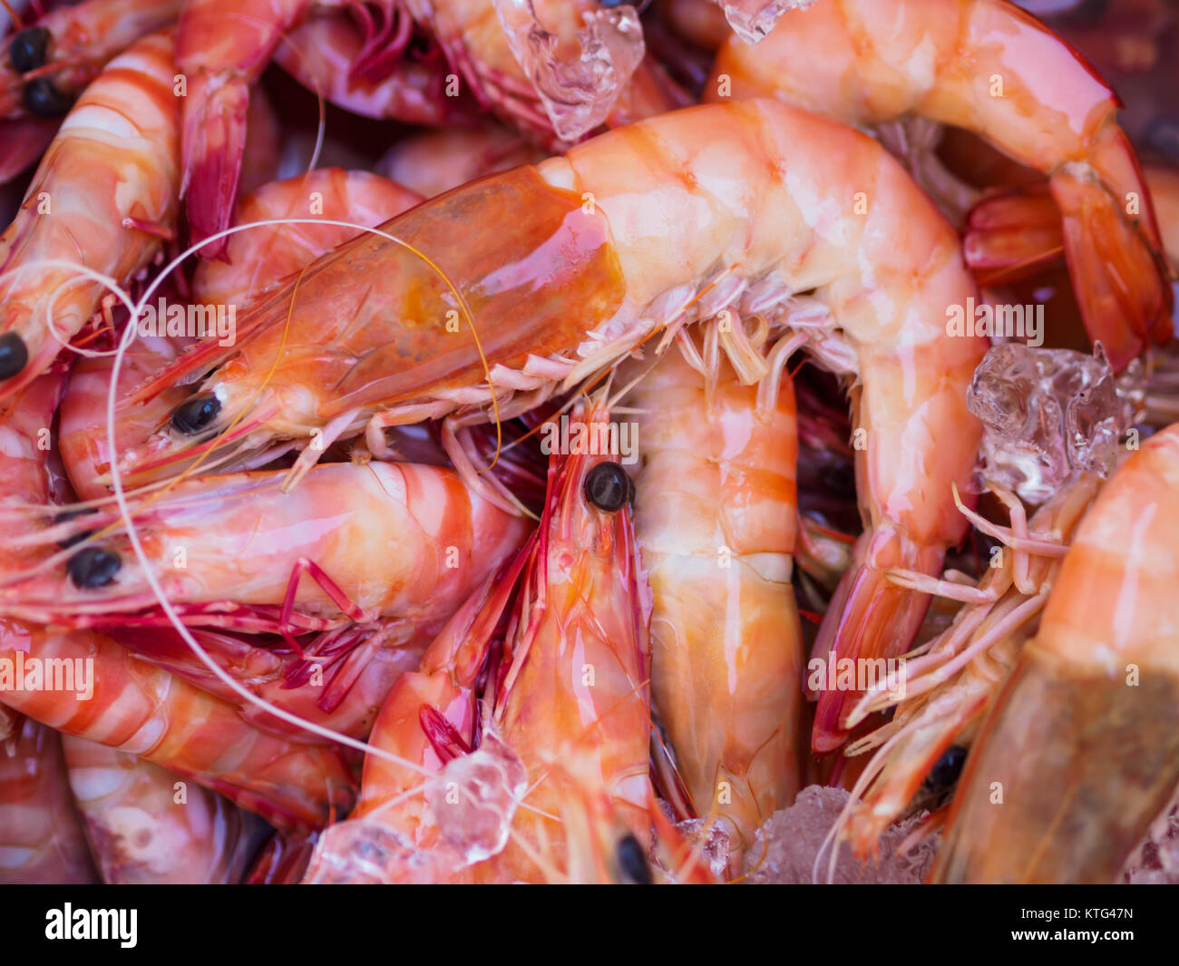 Ocean King Prawns Stock Photo Alamy