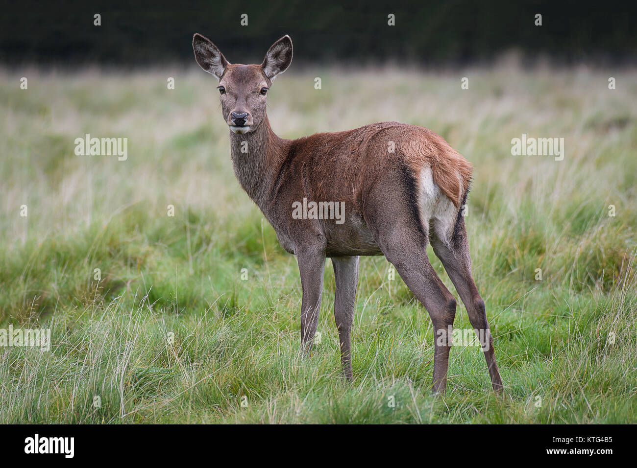 A young red deer fawn standing in grass turning slightly back and looking directly forward at the camera viewer Stock Photo