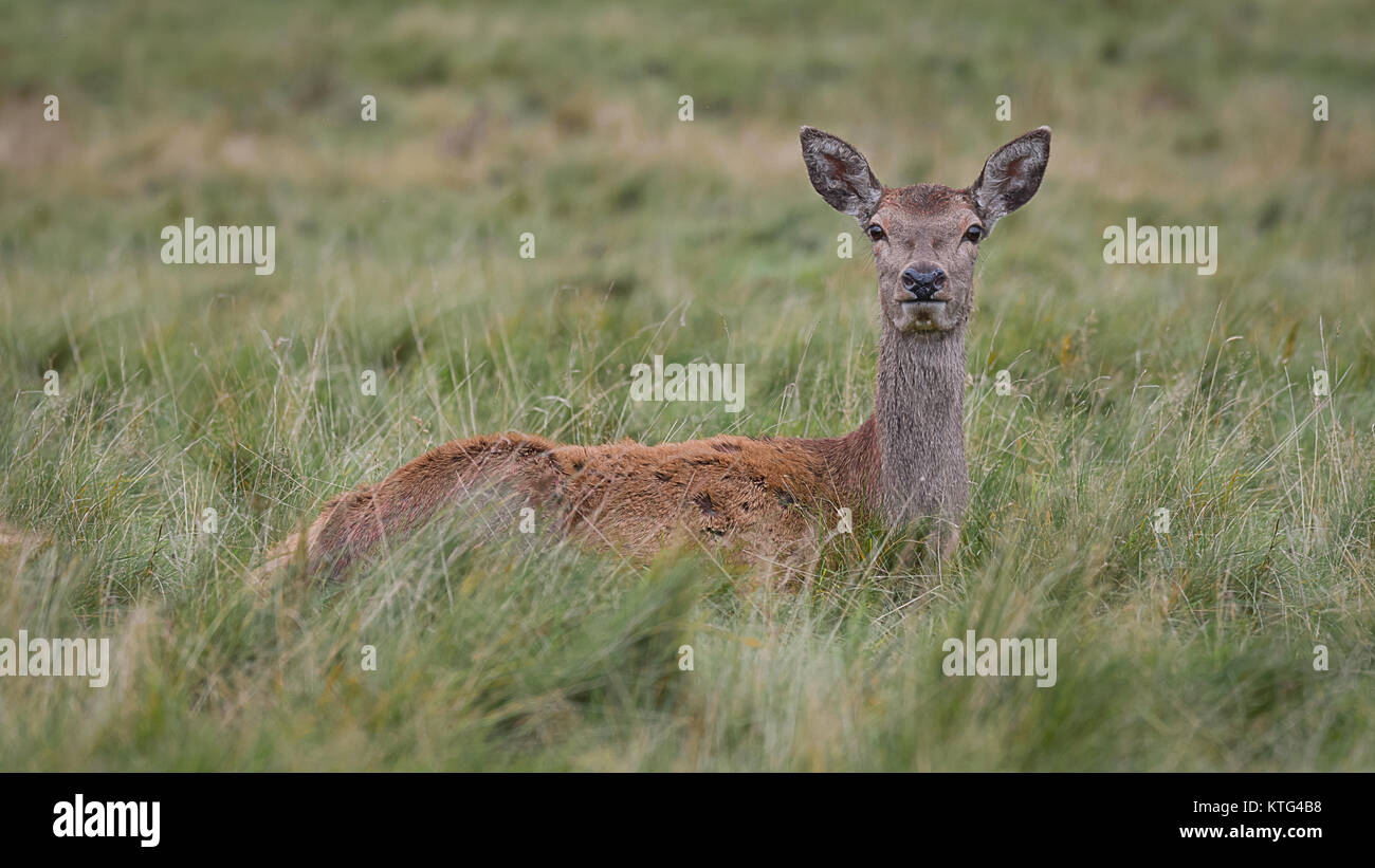 A close up of a young red deer doe fawn lying in the grass in a open field looking very watchful and alert staring directly forward at the camera Stock Photo