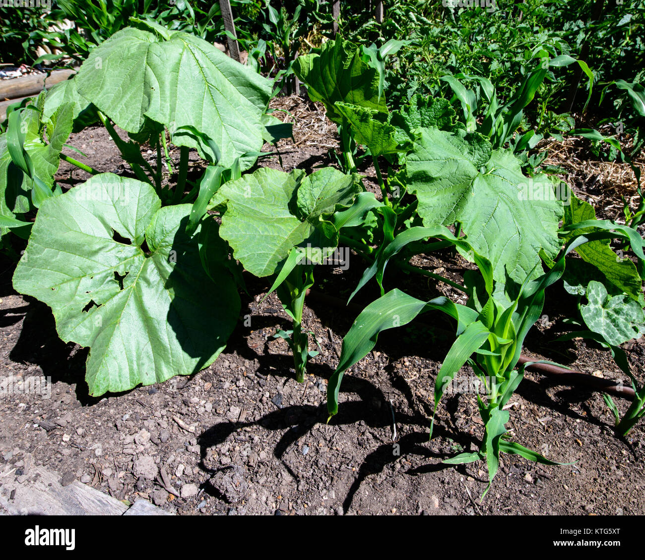 Pumpkin and Sweey corn grow wonderfully together Stock Photo