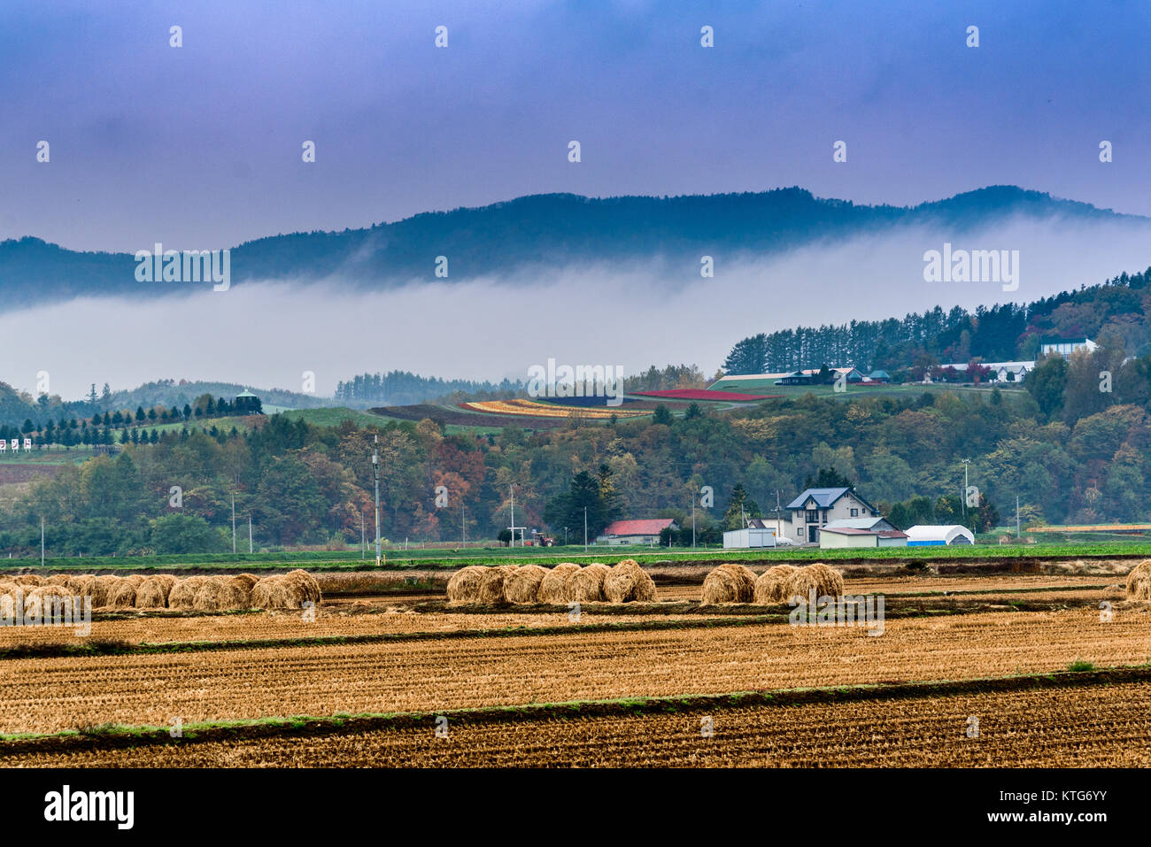 Flower farms, Furano, Hokkaido,Japan Stock Photo