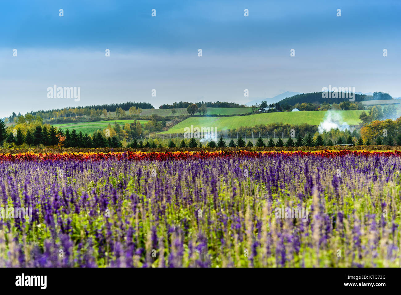 Lavender flowers, Farm, Furano, Hokkaido, Japan Stock Photo Alamy