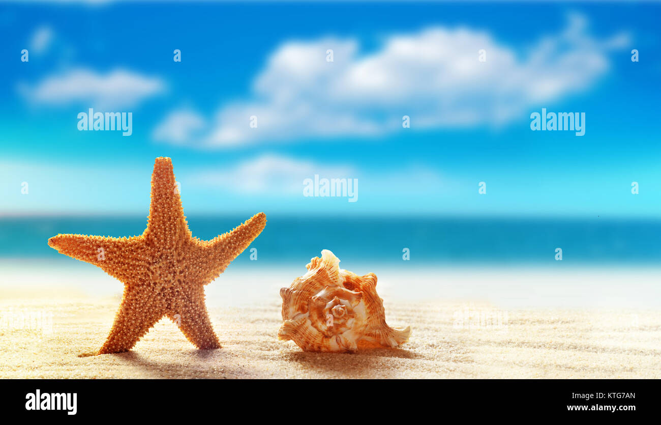 Starfish and seashell on white sand beach with ocean, such a summer ...