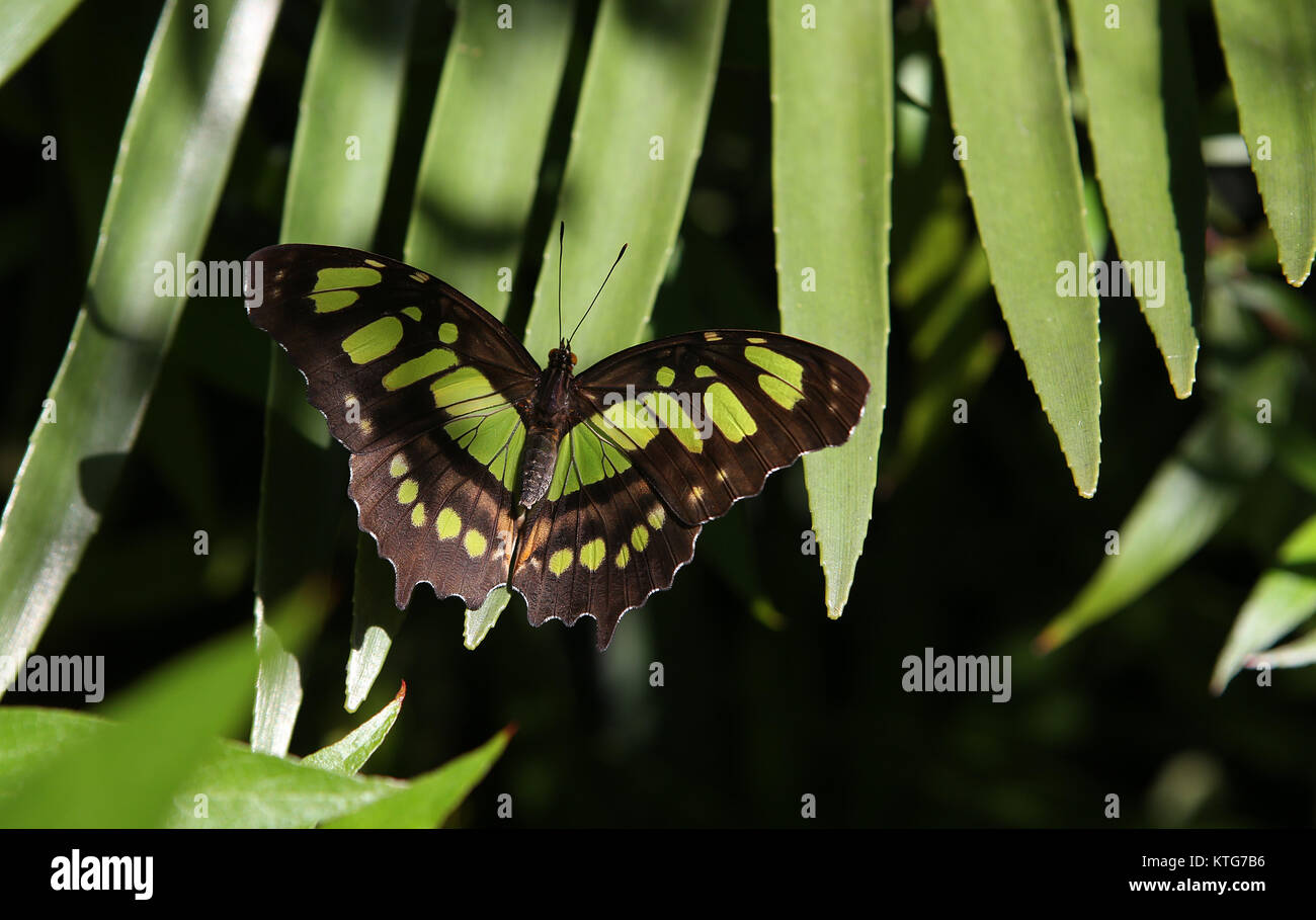 Butterfly in a garden, in Naples, Florida, usa Stock Photo Alamy
