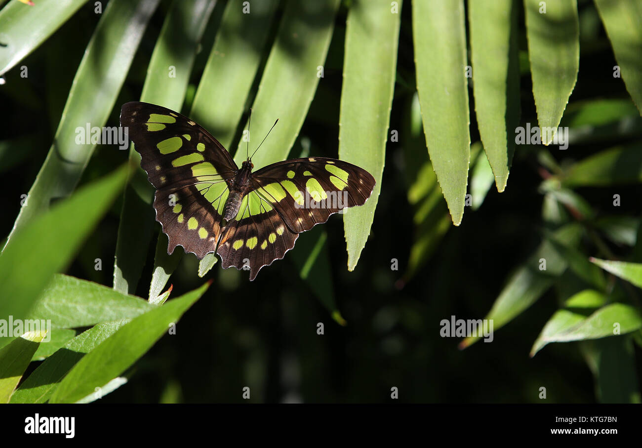 Butterfly in a garden, in Naples, Florida, usa Stock Photo Alamy