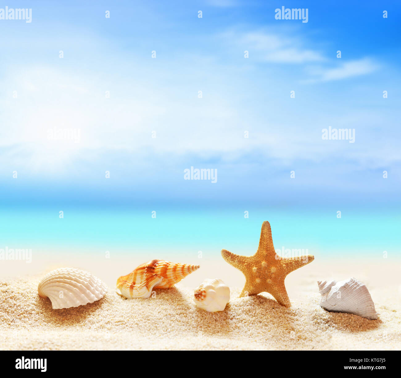 seashells and starfish on the sandy beach at ocean background Stock ...