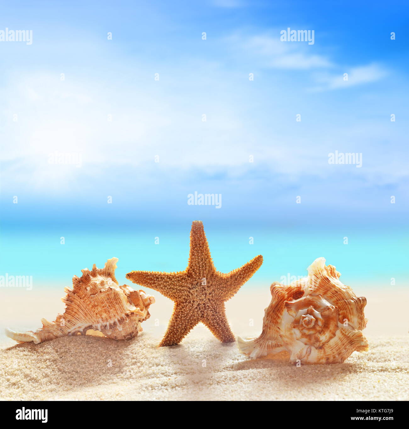 seashells and starfish on the sandy beach at ocean background Stock ...