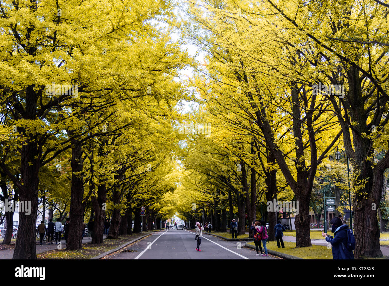 Hokkaido University, Sapporo, Hokkaido, Japan Stock Photo - Alamy