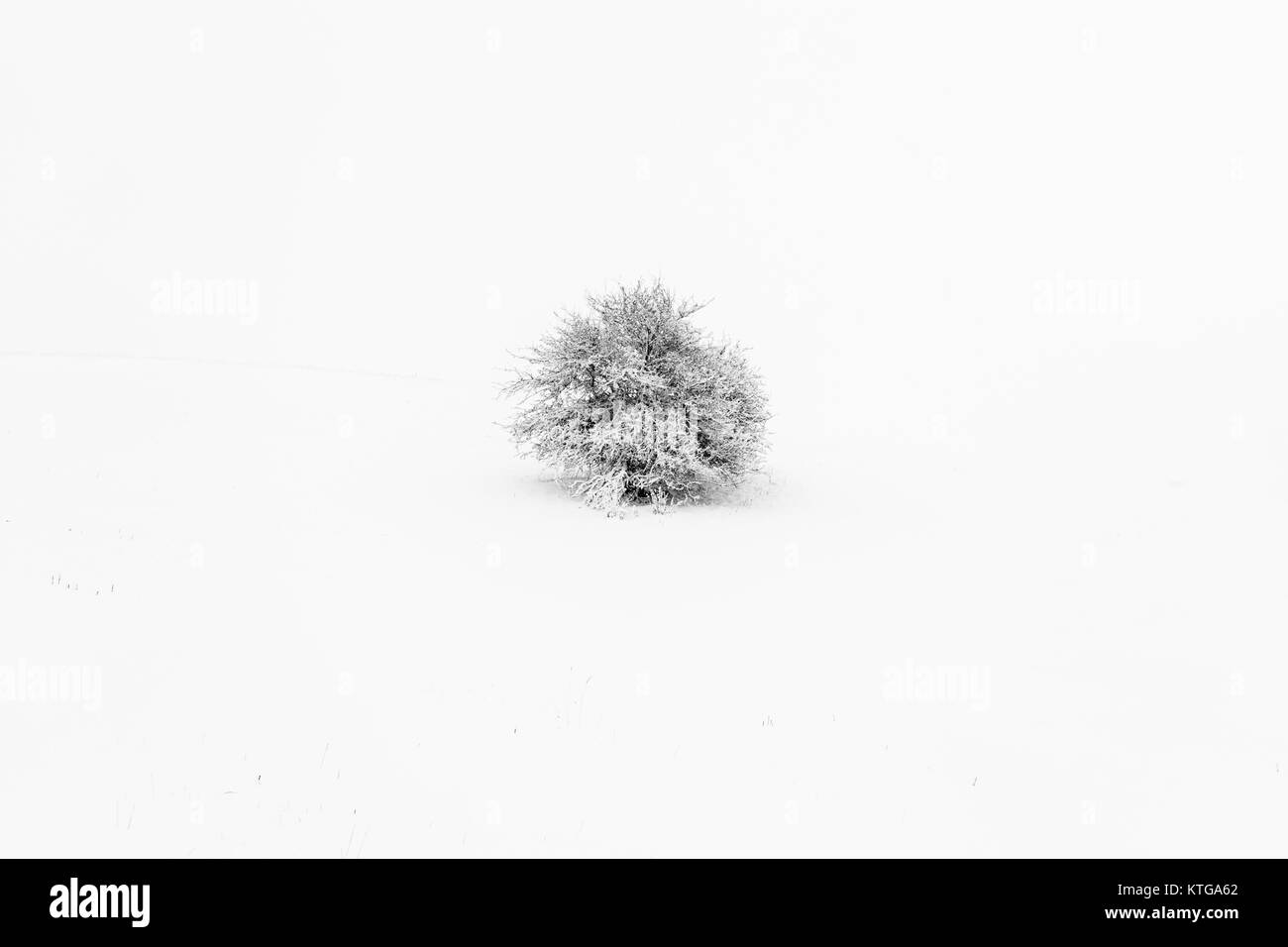 Lone tree in the snow abstract Stock Photo