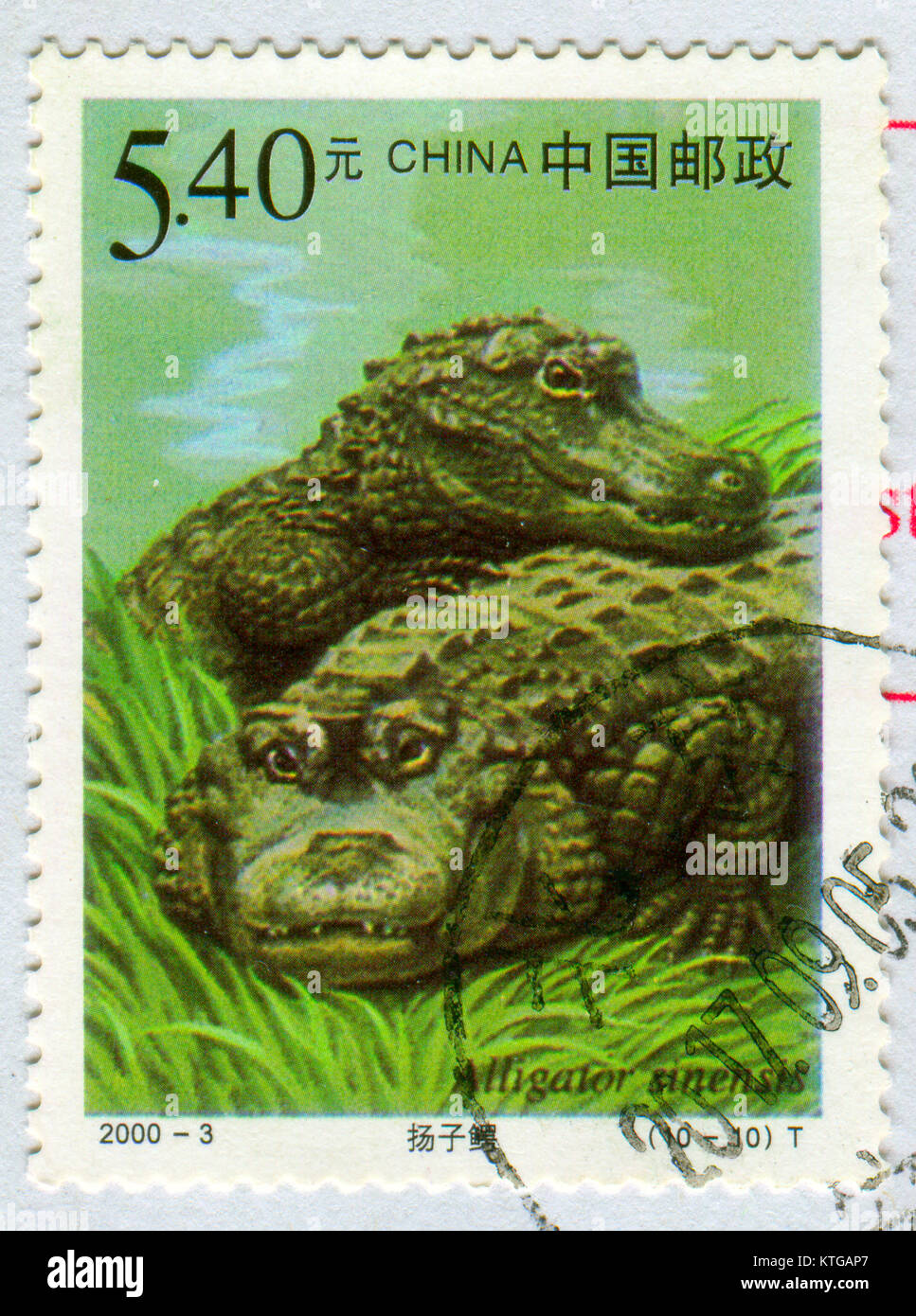 GOMEL, BELARUS, 27 OCTOBER 2017, Stamp printed in China shows image of the Alligator sinensis, circa 2000. Stock Photo