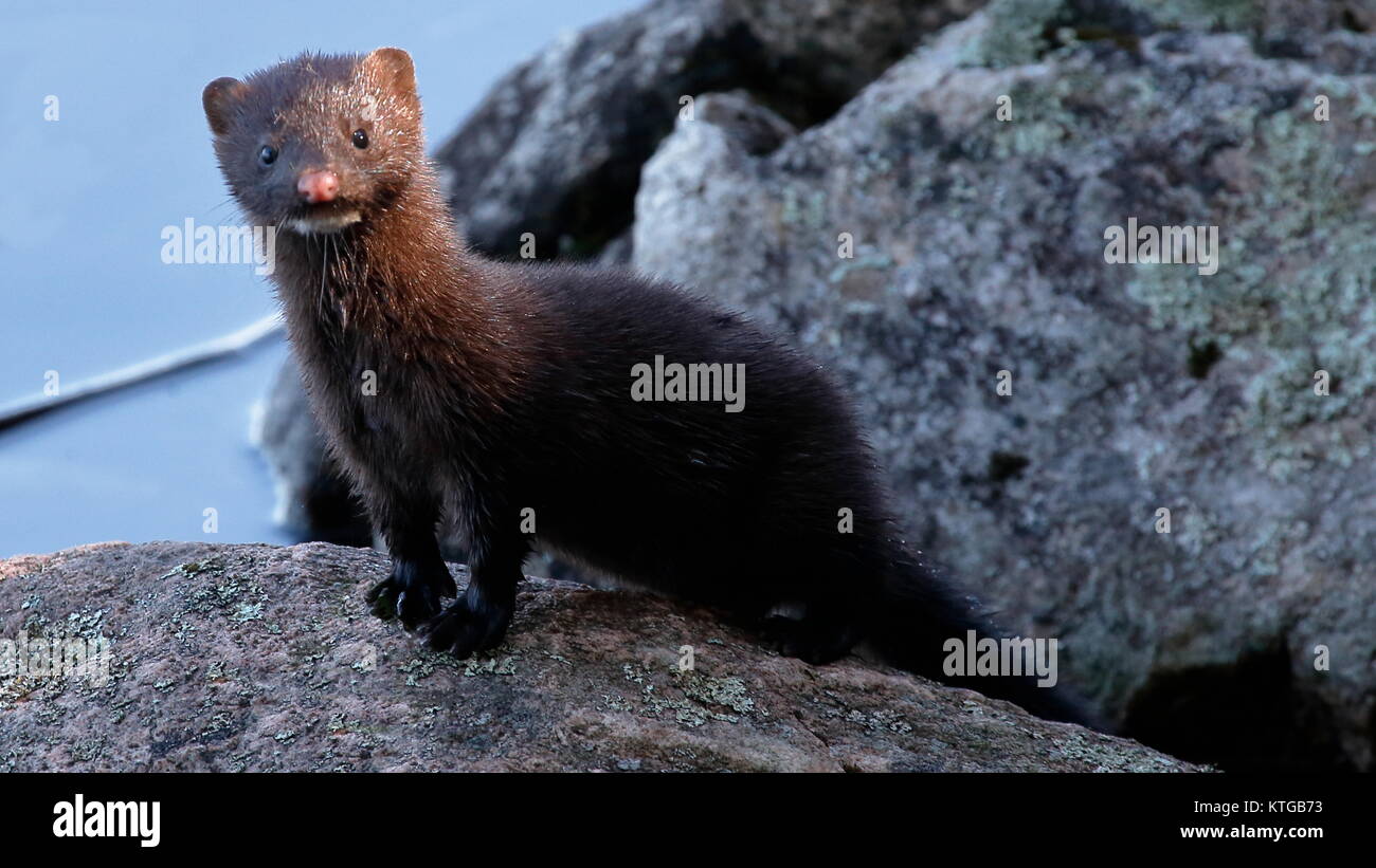 Mink in Northern Ontario Canada Stock Photo