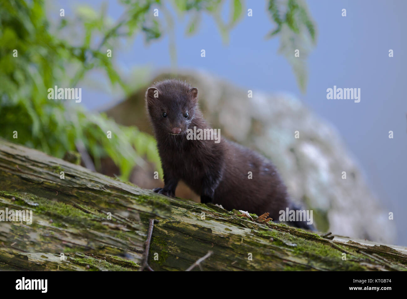 Mink in Northern Ontario Canada Stock Photo