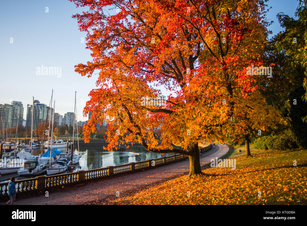 Fall in Vancouver Stanley Park Stock Photo Alamy