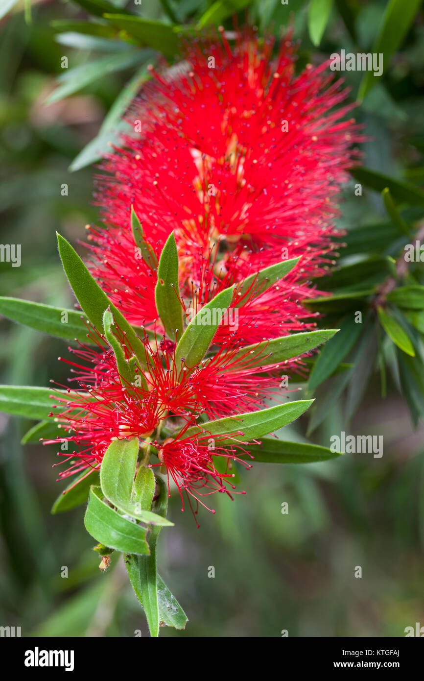 Weeping Bottlebrush (Melaleuca viminalis) flowers. Carrington. Queensland. Australia. Stock Photo