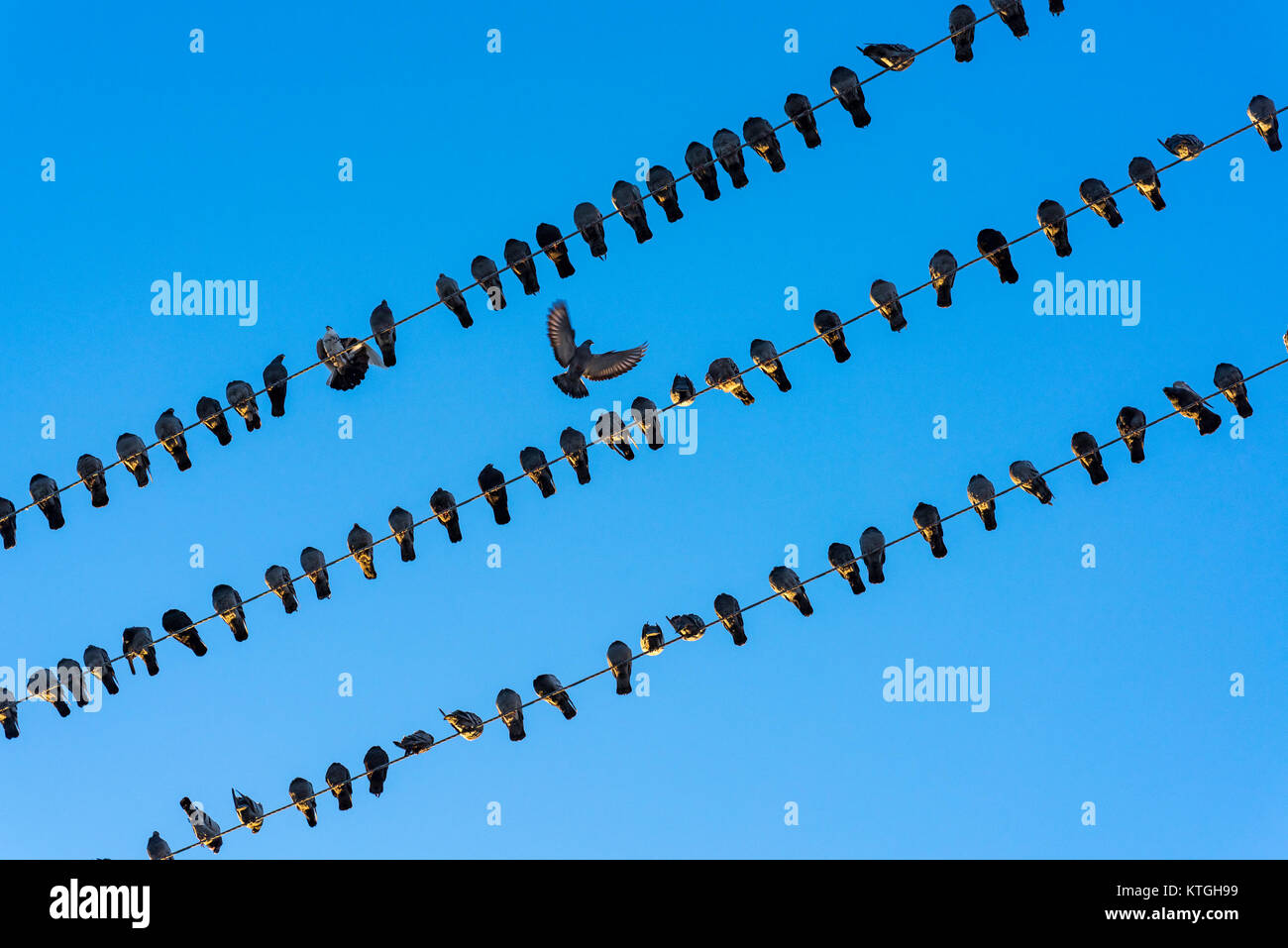 Birds on a wire, pigeons on wires Stock Photo Alamy