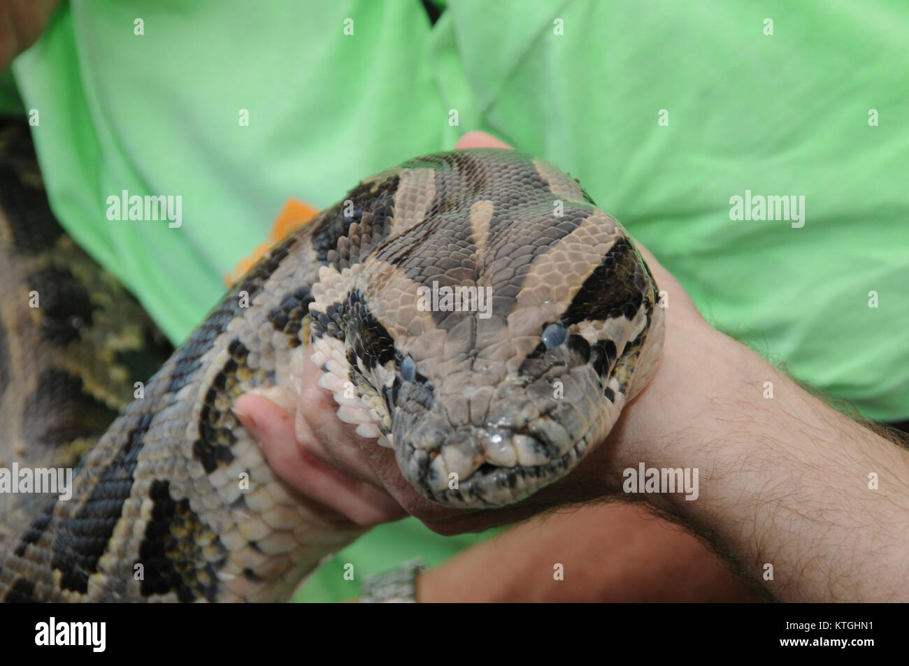 Burmese python hi-res stock photography and images - Alamy