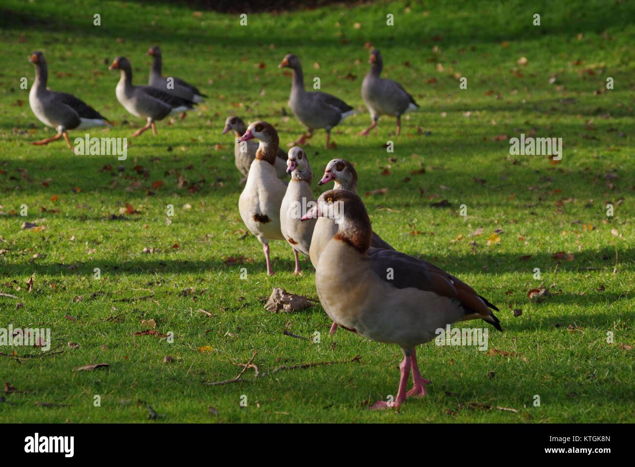 Egyptian Geese (Alopochen aegyptiaca) at the Princess Diana Memorial