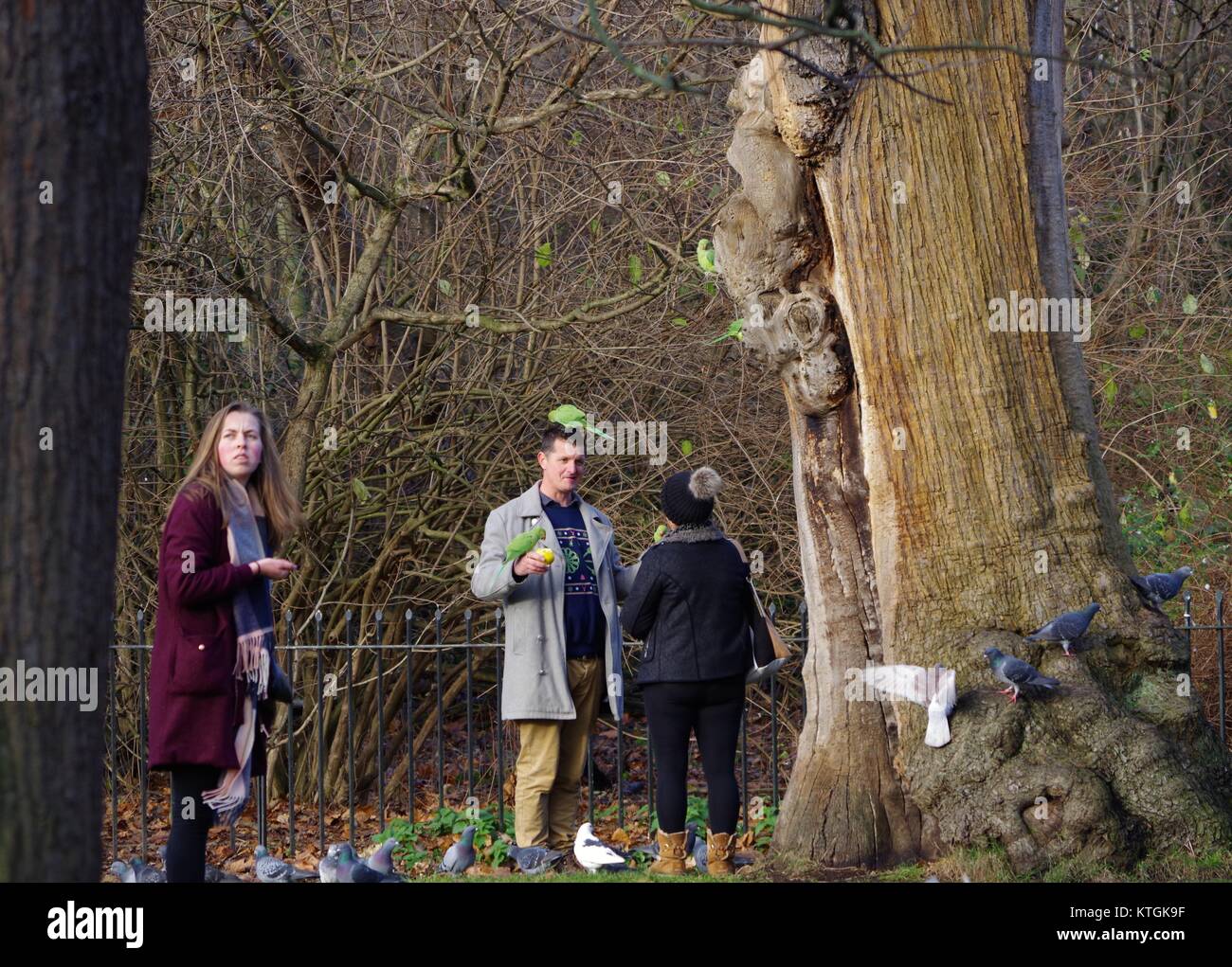 People Feeding the Birds in Kensington Gardens. Green, Roseringed