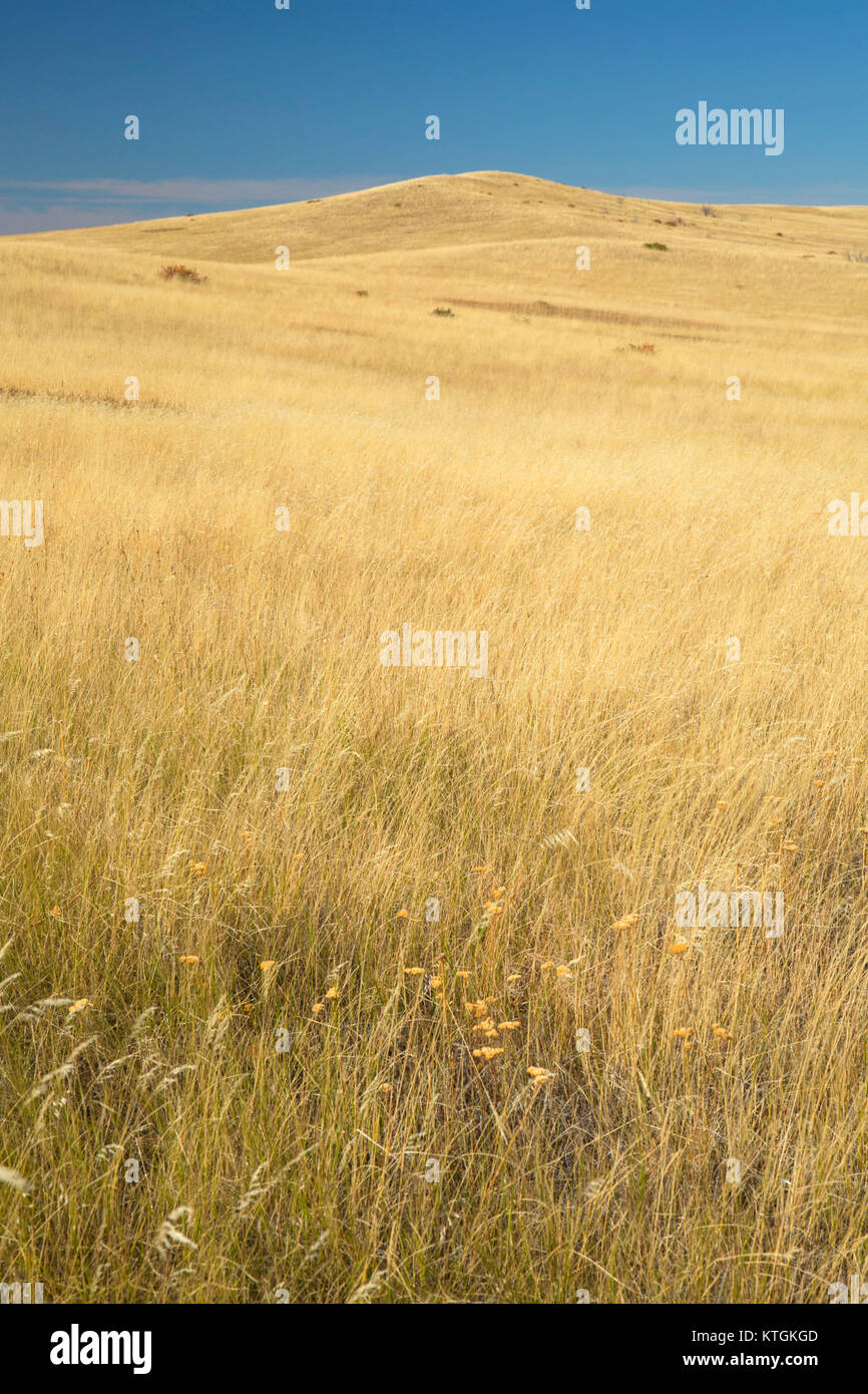 Prairie grassland, Little Bighorn Battlefield National Monument