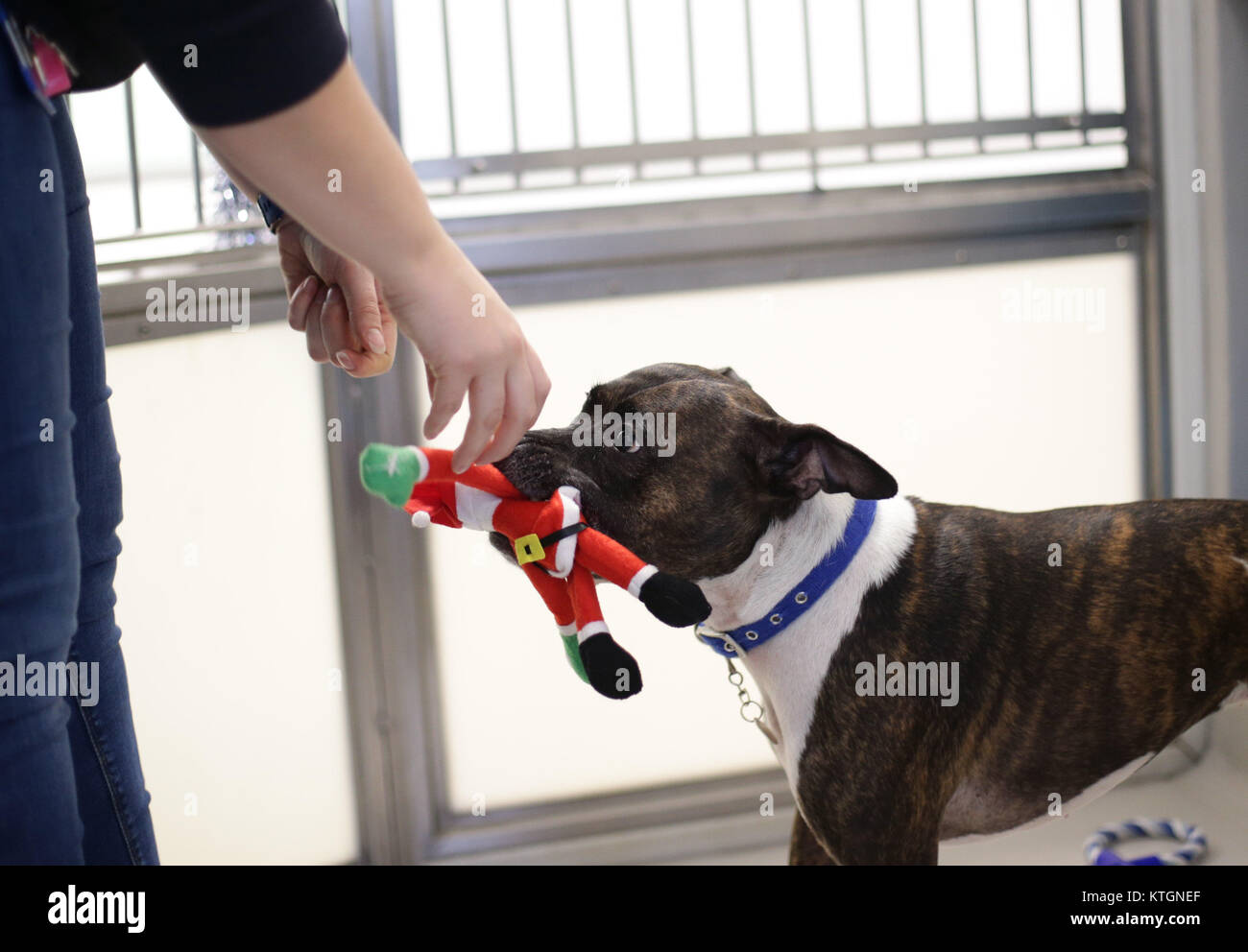 Battersea dogs cats home queen hires stock photography and images Alamy