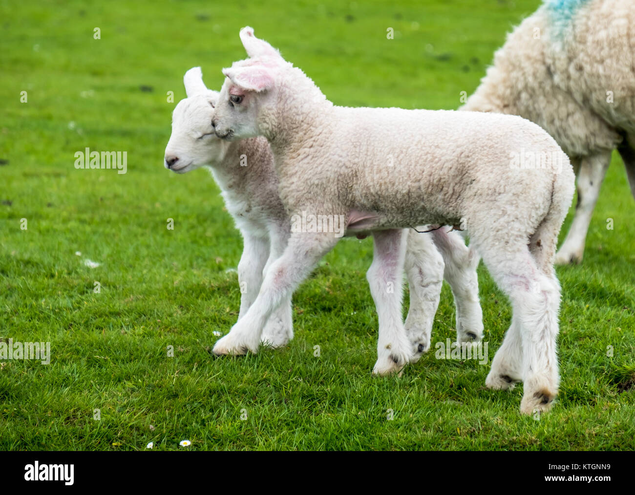 Spring lambs sheep april uk hi-res stock photography and images - Alamy