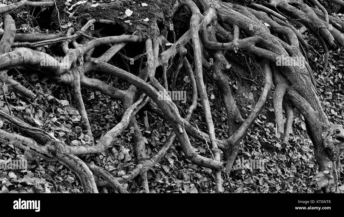 Black and white shot of roots of a tree Stock Photo - Alamy