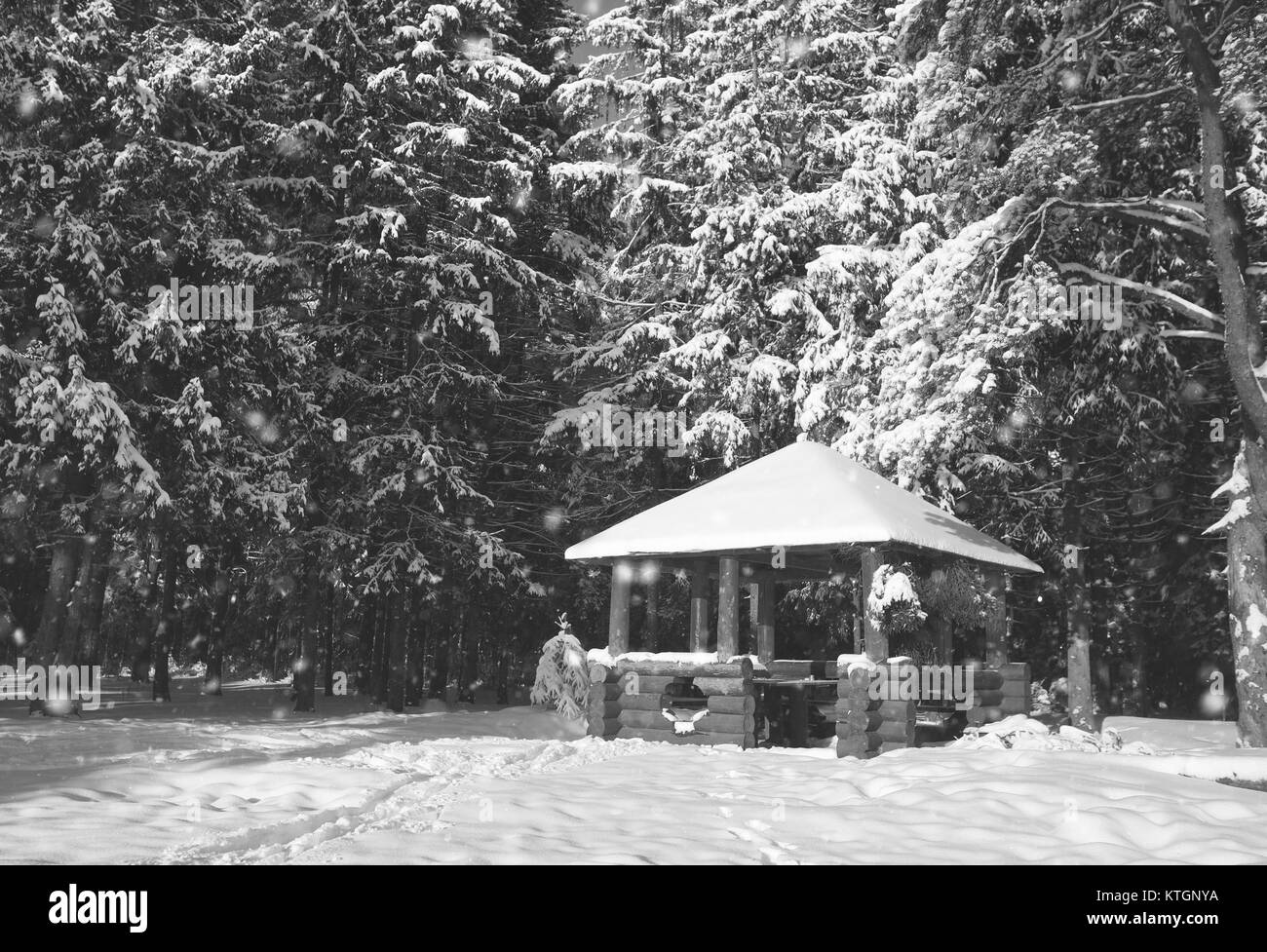wooden gazebo in the forest in winter sunny day Stock Photo - Alamy